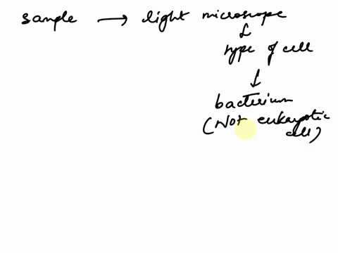 you-are-looking-at-a-sample-under-a-light-microscope-and-observe-a-new-type-of-cell-you-come-to-the-69968