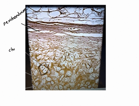 label-the-tissue-and-structures-on-this-histology-slide-83214