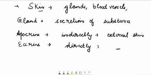 4-for-each-of-the-following-characteristics-indicate-whether-it-describes-apocrine-a-or-eccrine-e-sweat-glands-aare-found-primarily-in-the-groin-and-axillae-b-function-primarily-in-temperatu-89737