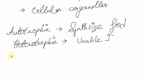 protists-with-the-capabilities-to-perform-photosynthesis-and-to-absorb-nutrients-from-dead-organisms-21946