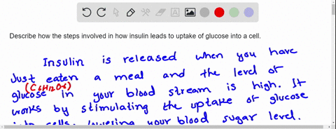 describe-how-the-steps-involved-in-how-insulin-leads-to-uptake-of-glucose-into-a-cell-71705