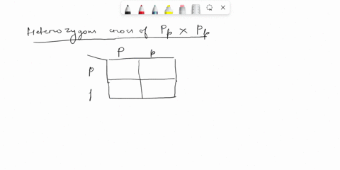 what-will-be-the-phenotypic-ratio-for-a-heterozygous-cross-between-pp-and-pp-02316