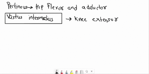 question-64-05-points-whkch-of-the-following-muscle-kanot-hip-flexor-pectineus-vastus-intermedius-tensor-fasciae-iatae-rectus-femoris-sartorius-95074