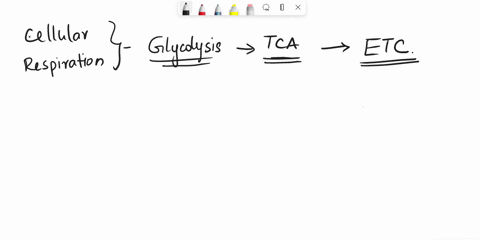 3-in-the-yeast-lab-cellular-respiration-you-measure-the-formation-of-bubbles-what-are-those-bubbles-a-o2-b-co2-c-h2o-d-atp-79968