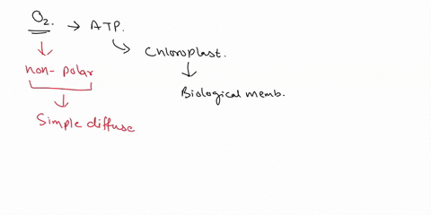 molecular-oxygen-02-which-is-required-for-the-production-of-atp-by-mitochondria-must-pass-through-at-least-three-membranes-to-get-to-the-enzymes-where-it-is-used-0zis-also-produced-in-chloro-76962