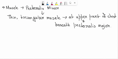 question-8-name-the-muscle-at-the-arrow-tip-two-words-a-question-9-43862