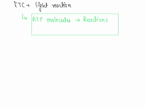 what-is-the-role-of-the-electron-transport-chain-in-the-light-dependent-reactions-of-photosynthesis-22149
