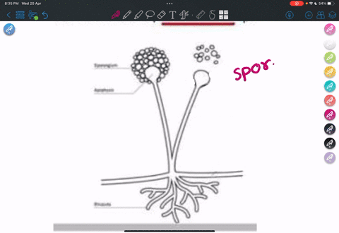 use-the-diagram-to-answer-question-image-cant-copy-within-which-structure-do-the-fungi-in-the-diagra-87401