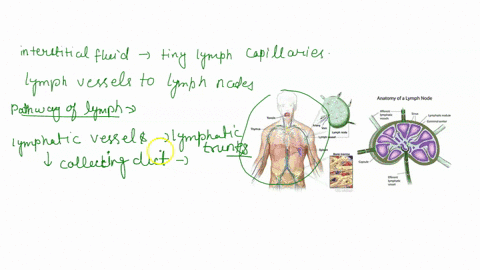 explain-how-lymph-is-formed-and-then-identify-the-pathway-lymph-follows-as-it-is-address-what-happens-to-iymph-at-the-lymph-nodes-you-returned-to-the-blood-stream-should-describe-the-structu-46883