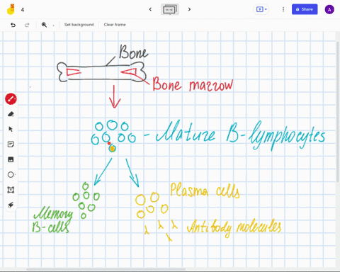 which-cell-differentiate-to-plasma-cells-show-diagram