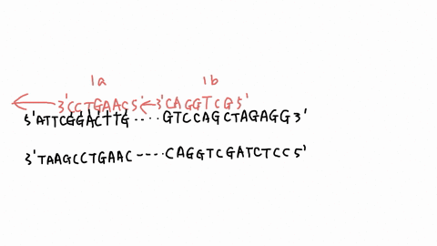 5-polymerase-chain-reaction-6-points-total-as-a-student-research-assistant-in-the-mcdb-department-you-are-asked-to-amplify-a-template-sequence-shown-below-dashes-represent-long-sequence-of-b-32401