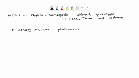 question-7-consider-the-external-anatomy-of-astacus-decapoda-the-freshwater-crayfish-that-you-will-be-dissecting-this-week-in-lab-match-the-following-descriptions-with-the-correct-structure-59701