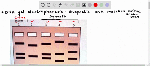 use-the-dna-gel-electrophoresis-resulls-shown-below-to-answer-the-following-question-which-suspect-s-dna-matches-crime-scene-dna-crime-scene-suspects-50606