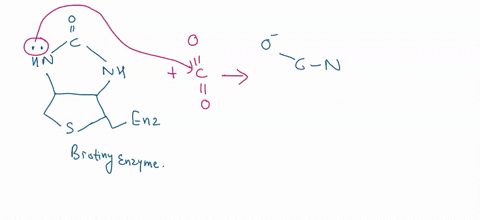 carboxylation-and-acyl-transfer-in-this-step-acetyl-coa-is-carboxylated-to-form-the-malonyl-coa-catalyzed-by-the-enzyme-acetyl-coa-carboxylase-not-part-of-fatty-acid-synthase-the-malonyl-gro-20486