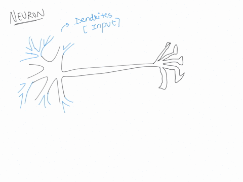 what-are-the-widely-branching-structures-of-a-neuron-called-and-what-is-the-long-thin-structure-th-3-09992