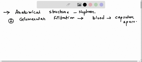 glomerular-filtration-tubularreabsorption-tubular-secretion-the-movement-of-substances-from-the-blood-within-the-glomerulus-into-the-capsular-space-the-movement-ofsubstances-from-the-tubular-39527