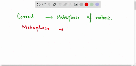 after-chromosomes-are-formed-during-which-phase-of-mitosis-do-the-chromosomes-attach-to-the-spindle-fibers-by-their-centromeres-anaphase-prophase-metaphase-telophase-54458