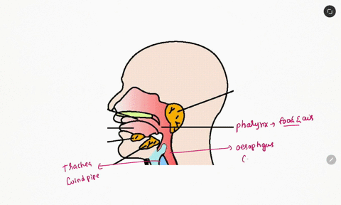 the_____-is-the-flap-that-covers-the-trachea-to-prevent-food-from-entering-during-swallowing-04935