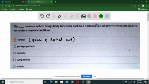 the-_-nervous-system-brings-body-functions-back-to-a-normal-levels-of-activity-when-the-body-is-not-under-stressful-conditions-central-parasympathetic-somalic-sympathetic-enteric-21918