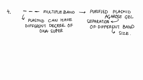 why-do-you-get-multiple-bands-when-you-run-purified-plasmid-on-an-agarose-gel-the-same-plasmid-can-have-a-variable-number-of-base-pairs-the-same-plasmid-can-have-different-numbers-of-genes-a-64993