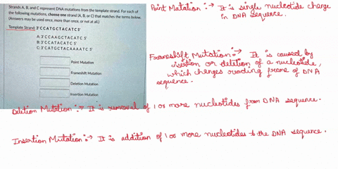 strands-a-band-c-represent-dna-mutations-from-the-following-the-template-strand-for-each-of-mutations-choose-one-strand-a-b-or-c-that-matches-the-terms-below-answers-may-be-used-once-more-th-95746