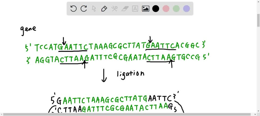 SOLVED: 15 Draw it: You are cloning an Aardvark DNA using bacterial ...