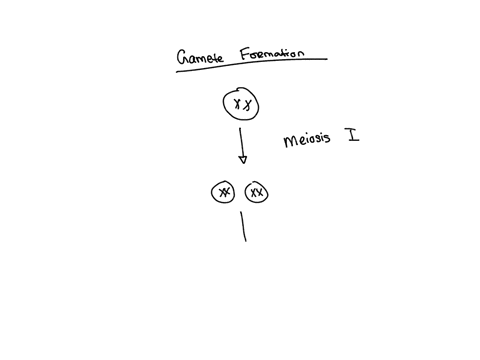 in-animal-sexual-reproduction-the-gametes-are-formed-by-the-process-of-a-meiosis-b-mitosis-c-fusion-46605