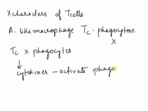 which-of-the-following-among-a-d-is-not-a-characteristic-of-t-cells-a-like-macrophages-cytotoxic-t-cells-can-also-phagocytize-cells-b-cytotoxic-t-cells-respond-to-antigen-bound-to-mhc-class-17598