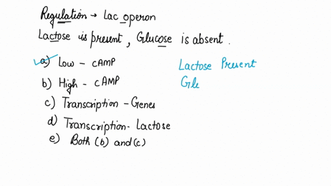 in-regulation-of-the-lac-operon-when-lactose-is-present-and-glucose-is-absent-a-there-is-a-low-level-73991