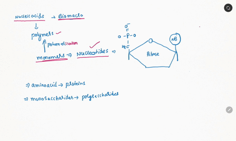 question-20-25-pls-nucleic-acids-are-polymers-made-up-of-which-of-the-following-monomers-building-blocks-fatty-acids-monosaccharides-amino-acids-nucleotides-26155