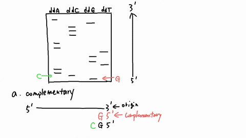 You are given short dna fragment to sequence by the sanger...