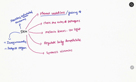 what-is-a-way-the-skin-helps-to-maintain-homeostasis-38351