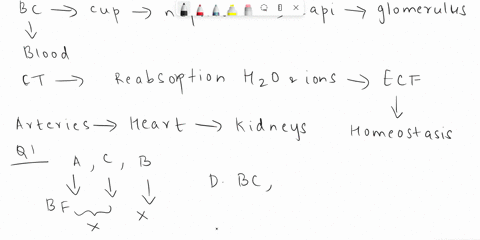 the-blood-is-flltered-in-the-where-the-substances-which-are-still-needed-by-the-body-found-in-the-filtrate-are-reabsorbed-back-to-the-blood-stream-through-diffusion-in-the-and-the-unwanted-o-15365