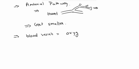 25as-an-arterial-pathway-moves-farther-from-the-heartthe-arteries-aget-smallerbget-larger-cshow-no-change-in-their-lumen-size-26vasoconstriction-of-the-arterioles-will-result-in-in-blood-pre-88062