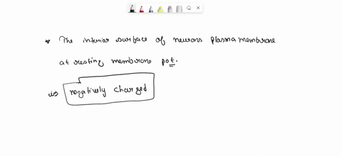 the-interior-surface-of-a-neurons-plasma-membrane-at-resting-membrane-potential-will-have-a-________-13768
