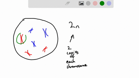 what-is-the-chromosome-number-of-the-below-diploid-cell-maternal-chromosomes-paternal-chromosomes-2n-3-2n-6-2n-12-none-of-the-above-04636