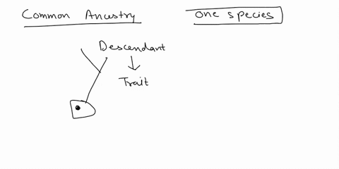 explain-the-concept-of-common-ancestry-and-how-it-relates-to-biological-evolution-15382