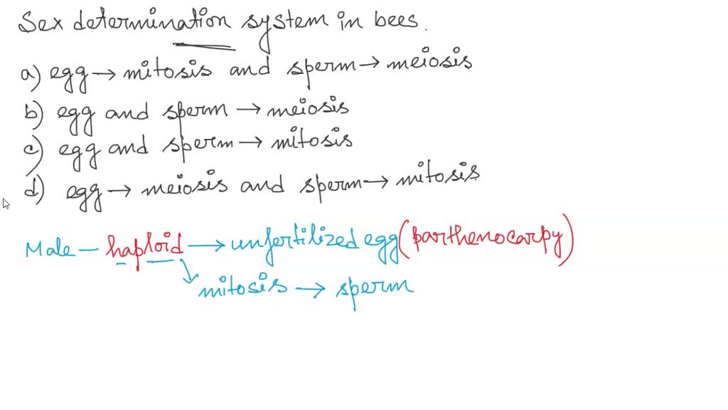 SOLVED: Given the sex determination system in bees we can expect that ...