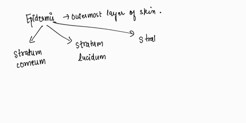 which-of-these-epidermal-layers-would-be-least-likely-to-develop-cancer-45548