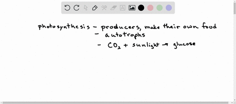 which-organisms-can-conduct-photosynthesis-select-all-correct-answers-fungus-ingest-decomposing-organic-matter-for-food-animals-algae-protists-that-have-plant-like-characteristics-they-are-g-28887