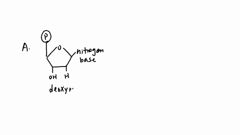 which-of-the-following-is-not-true-about-rna-a-it-contains-deoxyribose-b-it-is-a-nucleic-acid-c-it-is-single-stranded-d-it-contains-uracil