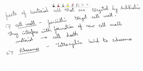 what-part-or-parts-of-the-bacterial-cell-do-antibiotics-target-why-12387
