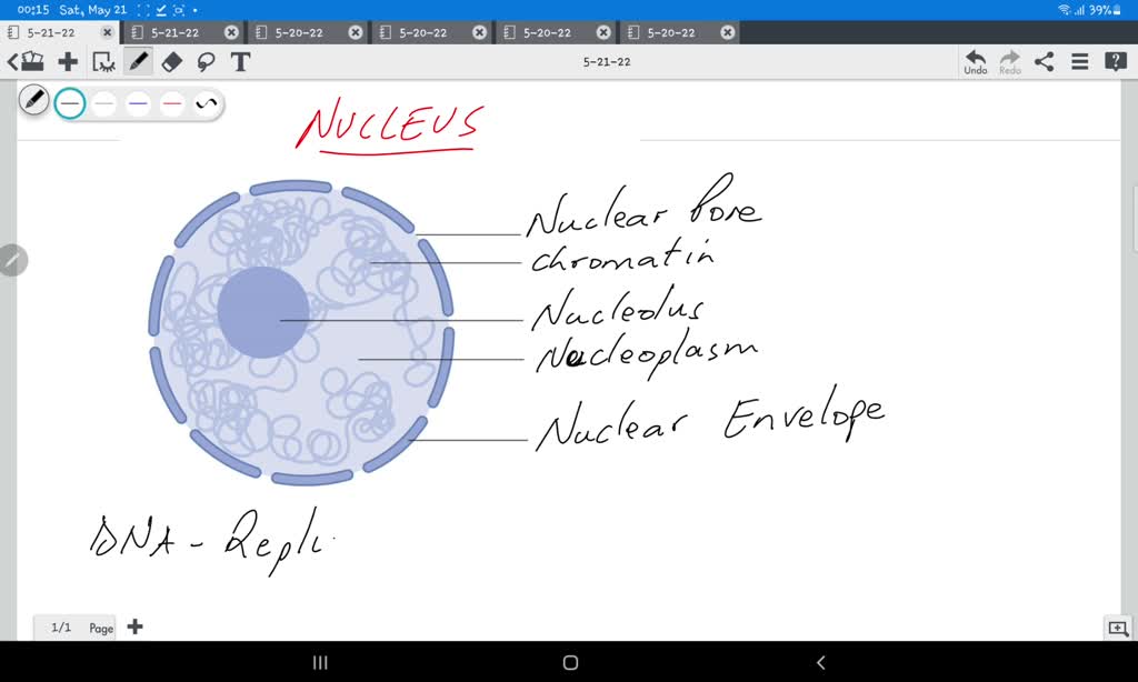 SOLVED Within which structure of an animal cell does DNA replication