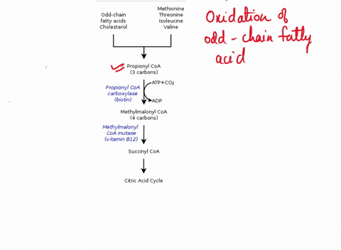 uck-question-12-2-pts-shown-below-is-l-methylmalonyl-coa-it-is-formed-during-the-oxidation-of-fatty-acids-that-have-an-odd-number-of-carbons-this-molecule-is-converted-to-the-citric-acid-cyc-29446