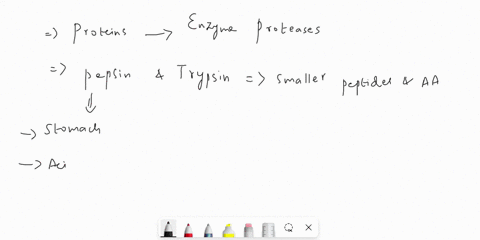 in-which-of-the-following-is-protiens-digestive-enzymesa-pepsin-b-trypsin-c-amylase-d-a-and-b-both-08692