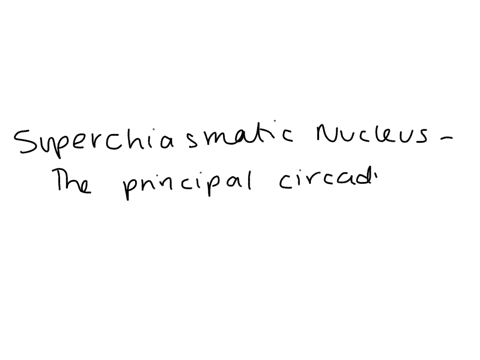 what-is-suprachiasmatic-nucleus-scn-19235