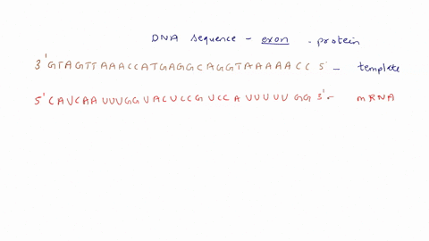 the-following-dna-sequence-includes-the-end-of-the-last-exon-of-a-protein-coding-gene-5-catcaatttggtactccgtccatttttcc-3-gtagttaaaccatgaggcaggtaaaaagg-5-a-find-and-mark-the-stop-codon_-which-71961