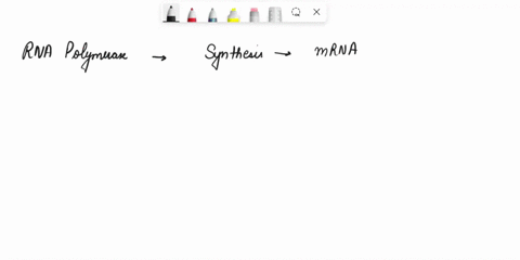 the-central-dogma-of-gene-expression-describes-how-genes-code-for-proteinshow-is-the-information-on-a-gene-specific-to-which-protein-is-synthesized-the-gene-is-transcribed-to-mrna-and-mrna-i-99352