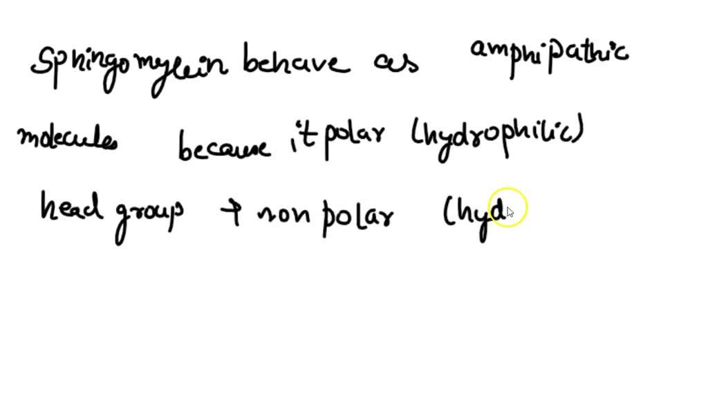 SOLVED: Why are sphingomyelins amphipathic? They behave like hormones ...