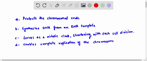 which-of-the-following-is-not-a-function-of-the-telomere-protects-the-chromosomal-ends-synthesizes-dna-from-an-rna-template-serves-as-a-mitotic-clock-shortening-with-each-cell-division-d-ena-24882